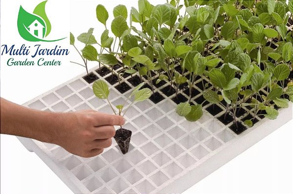 Bandeja de Isopor para Germinação de Sementes e Mudas