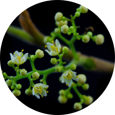 Saída Floral Tomar