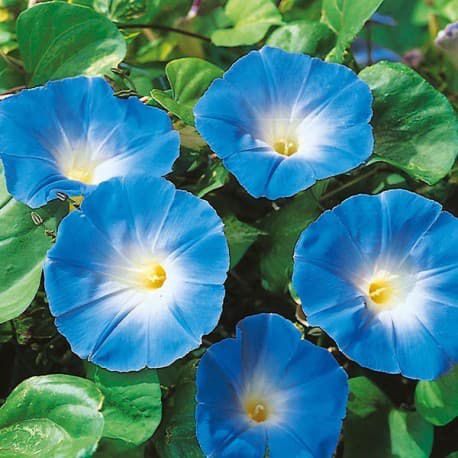 Morning Glory Heavenly Blue (Ipomoea tricolor/violacea) - sementes