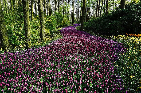 Painel de Festa em Tecido Sublimado 3d Caminho de Flores