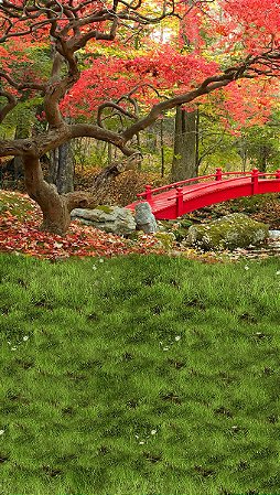 Fundo Fotográfico em Tecido Sublimado Floresta com Ponte