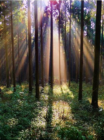 Fundo Fotográfico em Tecido Sublimado Sol na Floresta