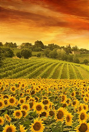 Fundo Fotográfico em Tecido Sublimado Campo de Girassóis