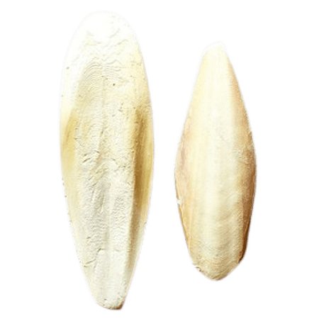 Osso de Siba - Cálcio - Pequeno Medio Grande