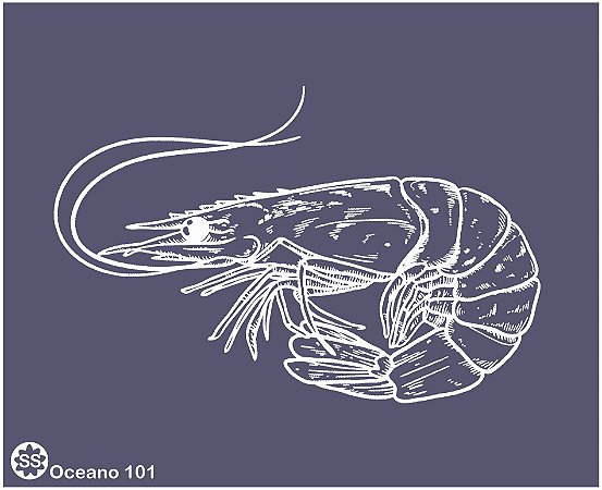 Oceano 101