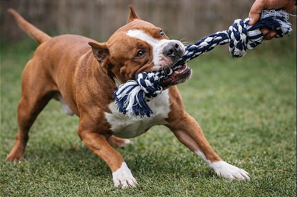 Brinquedo Mordedor Dental Bone Pet Corda Extra Gigante Para Cães