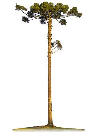 Araucária - Muda Pequena