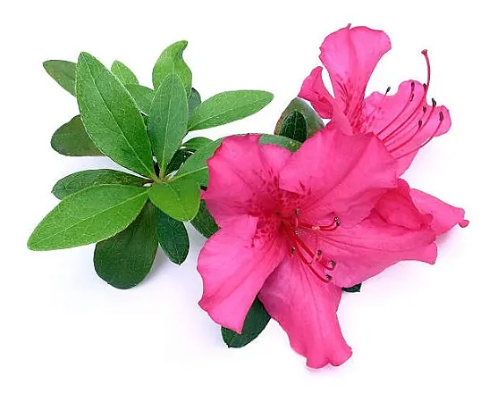 Azaleia Rosa - Muda Próxima De Florir