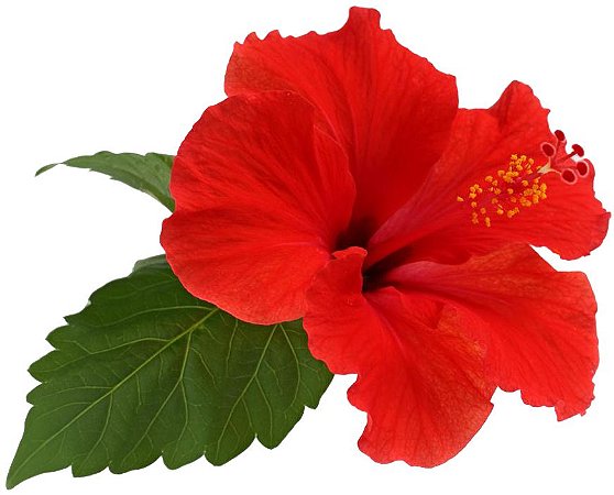 Hibisco Vermelho - Muda Pequena - Próxima De Florir