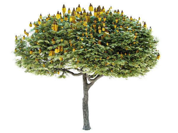 Sibipiruna / Caesalpinia Peltophoroides - Muda Grande