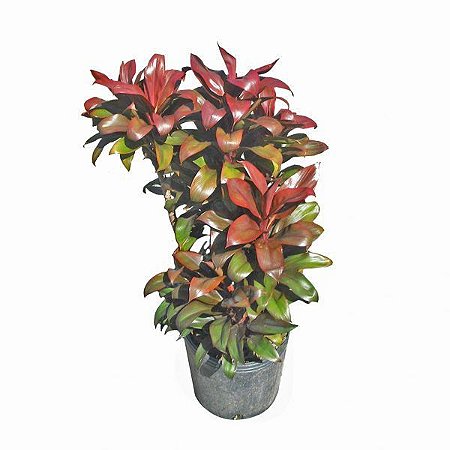 Dracena Baby - Muda Grande