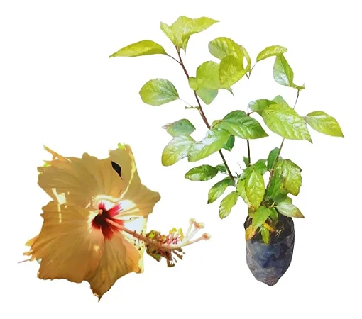 Hibisco Salmão Com Fundo Vinho - Muda Pequena