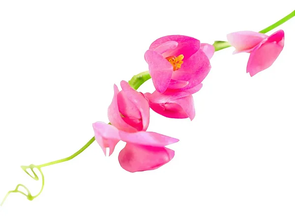 Amor Agarradinho - Muda Rosa - Planta Trepadeira