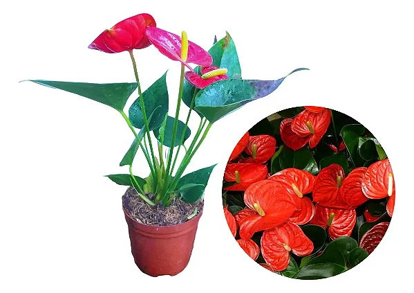 Antúrio Vermelho / Red - Muda Florindo - No Vaso