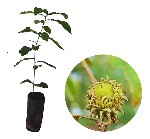 Carvalho Japonês Ou Kunugi / Quercus Acutissima - Muda Pequena