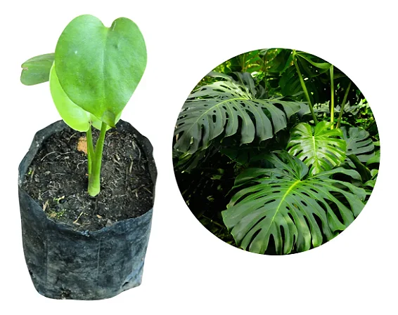 Costela De Adão (Monstera Deliciosa) - Muda Natural