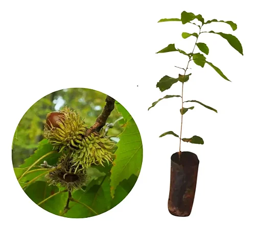 Carvalho Japonês Ou Kunugi / Quercus Acutissima - Kit 10 Mudas