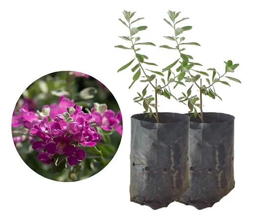 Chuva De Prata / Leucófilo - 2 Mudas - Próximas De Florir