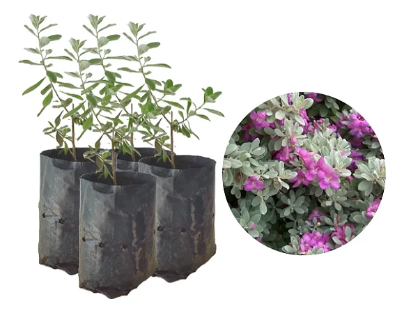 Chuva De Prata / Leucófilo - Kit 4 Mudas - Próximas De Florir