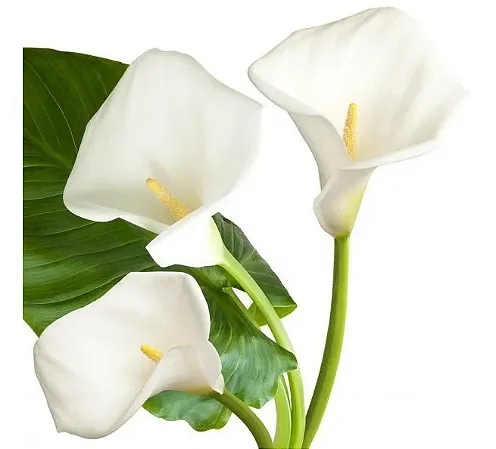 Copo de Leite - Kit 2 Mudas - Próximos De Florir