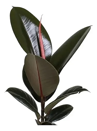 Fícus Elástica Burgundy Rubra - Muda Grande Ornamental