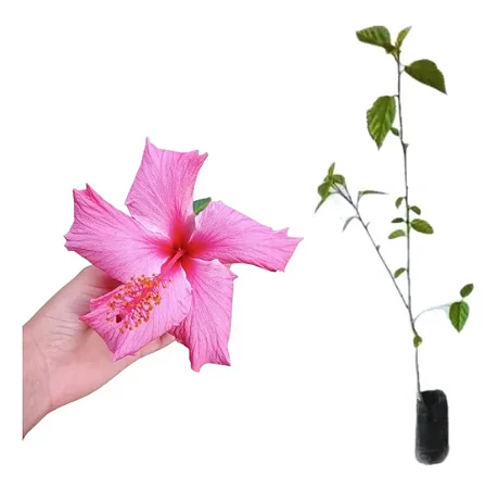 Hibisco Rosa - Muda Grande - No Ciclo De Floração
