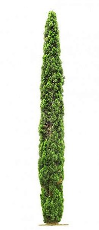 Cipreste Da Toscana - Mudas Pequenas - Importadas