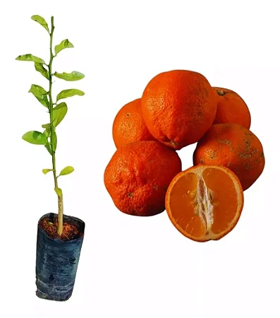 Limão Cravo, Rosa, Caipira  - Muda Enxertada - Próxima de Produzir