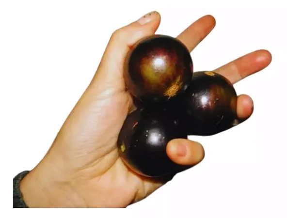 Jabuticaba Olho De Boi - Muda Grande