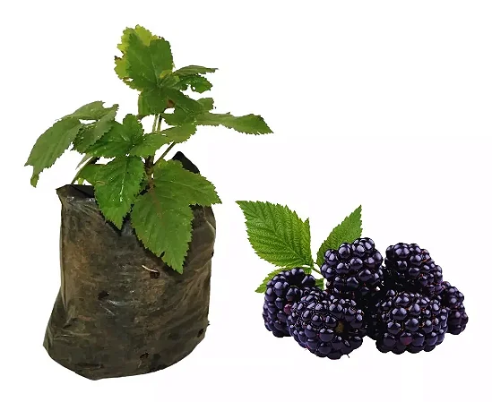 Amora Rubus / Blackberry - Muda Pequena
