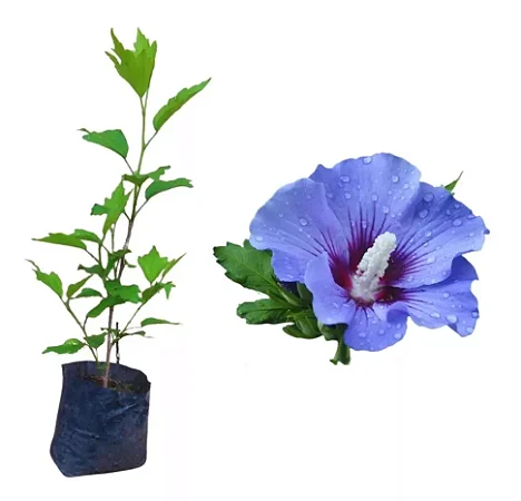 Hibisco Roxo - Muda No Ciclo De Floração
