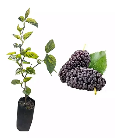 Amora Gigante Italiana - Muda Por Estaquia - No Ciclo De Produção