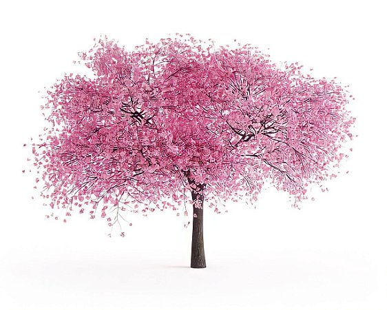 Cerejeira Sakura Okinawa - Prunus Campanulata - Muda Pequena