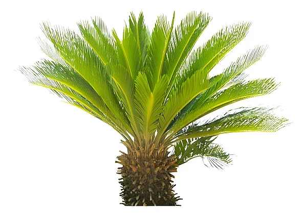 Palmeira De Cica - (Cycas Revoluta) - Muda Ornamental