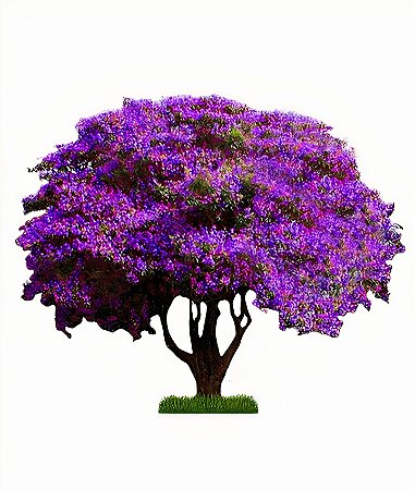 Quaresmeira Roxa - 1 Muda Grande