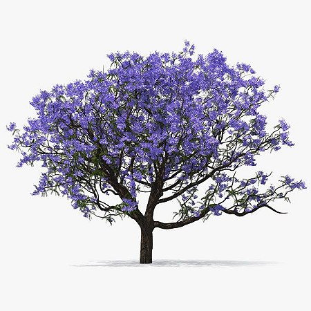 Jacarandá Mimoso - Muda Grande