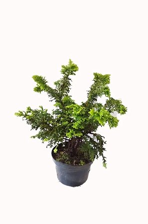 Tuia Pavão - Muda Pequena - Ornamental
