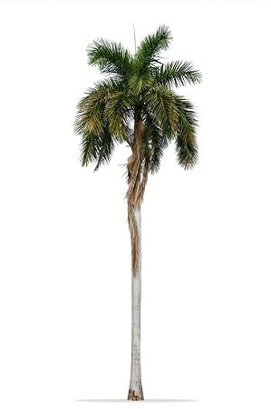 Muda Palmeira Imperial / Palmeira Real - Planta Para Plantio