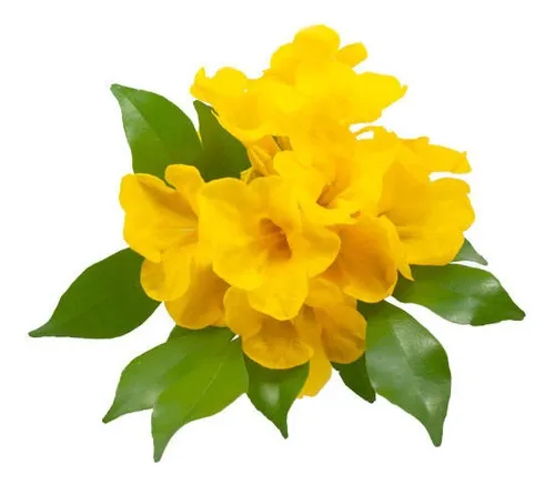 Ipê De Jardim - Muda Grande - No Ciclo De Floração