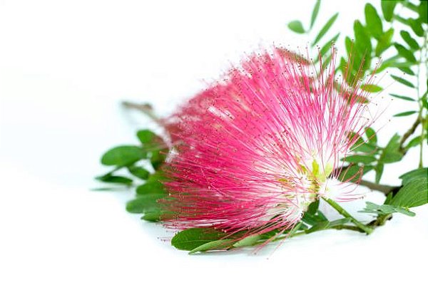 Caliandra - Cor Rosa - Muda No Ciclo De Floração