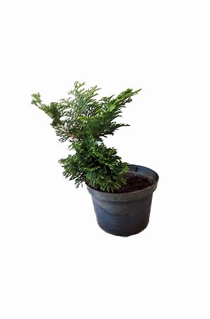Tuia Nana - Muda Pequena - Ornamental