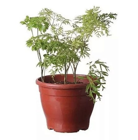 Arvore Da Felicidade E Da Sorte 40 Cm Cada Jac Plantas Acessorios