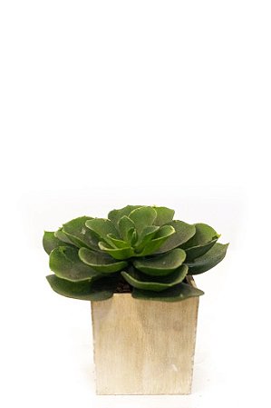 ECHEVERIA PLANTADO - GR