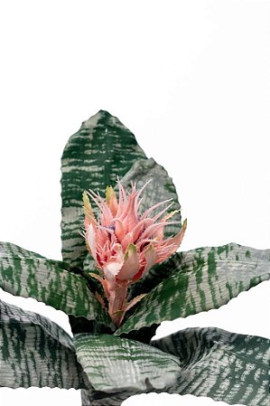 BROMÉLIA AECHMEA