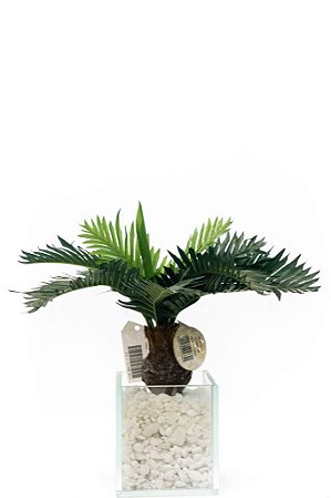 CYCAS C/ 11FLS