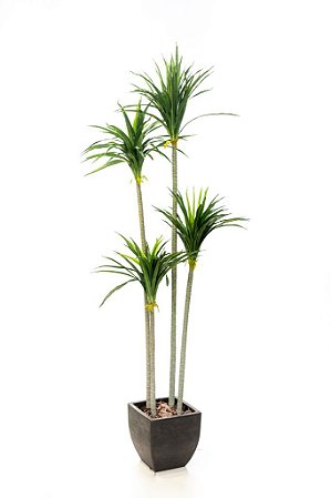 YUCCA C/ 30 FLS