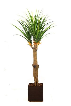 PANDANUS X 4 - GR