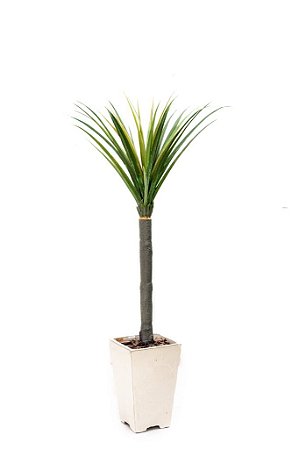 DRACENA