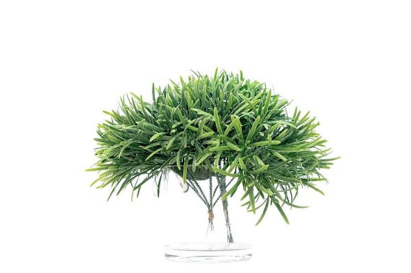 PICK PODOCARPUS X 6 - GR