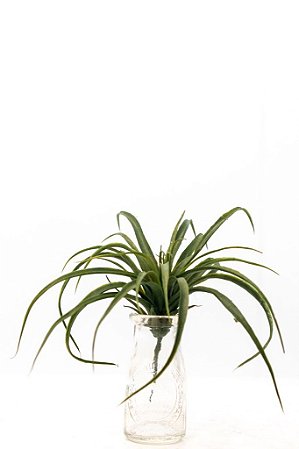 TILLANDSIA